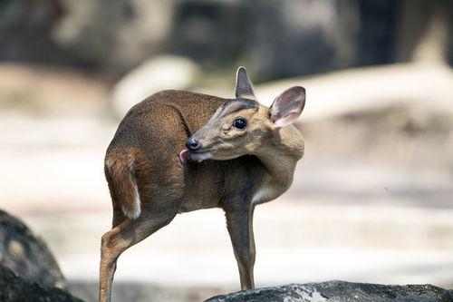死狼图片,荒野中的悲壮传奇